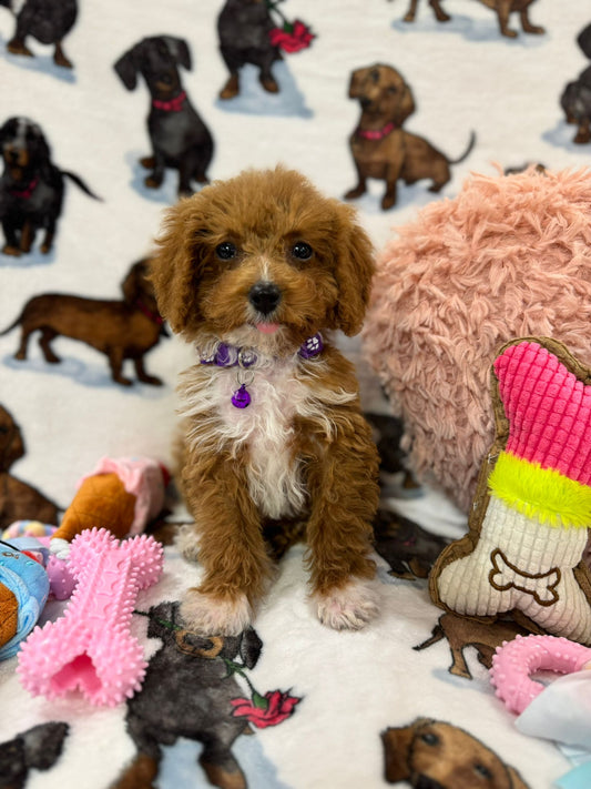 MINA  (Toy Poodle)