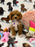 MINA  (Toy Poodle)