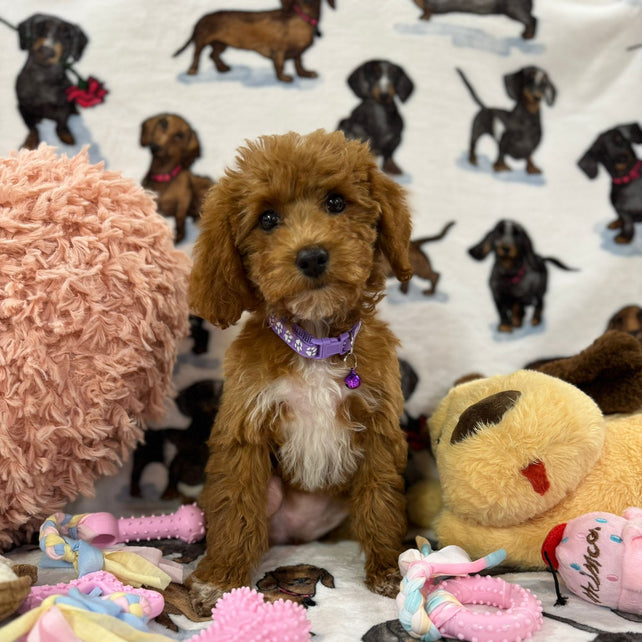 MOCHA (Toy Poodle)