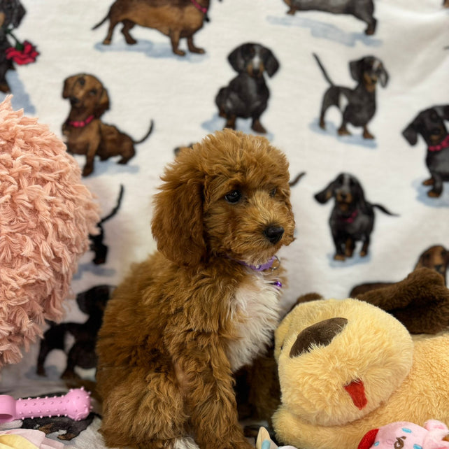 MOCHA (Toy Poodle)