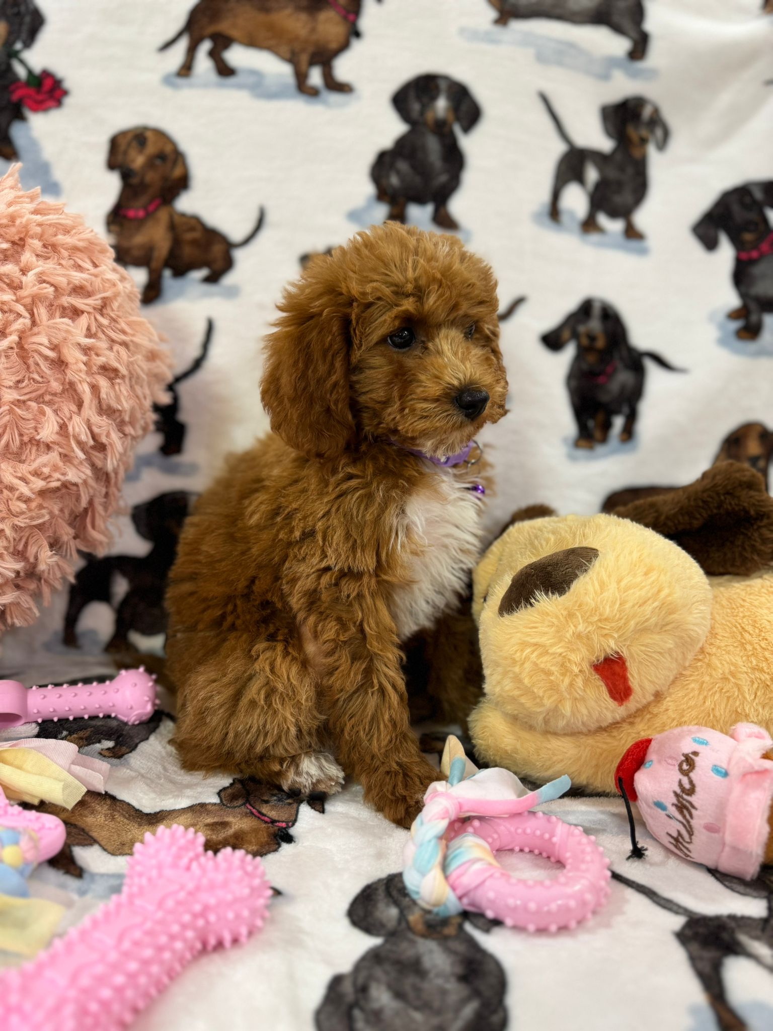 MOCHA (Toy Poodle)