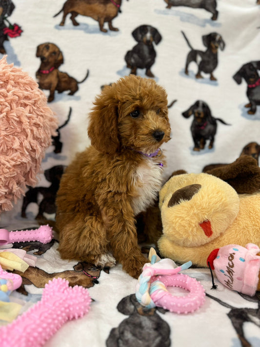 MOCHA (Toy Poodle)