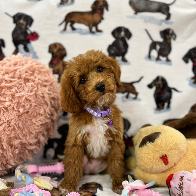 MOCHA (Toy Poodle)