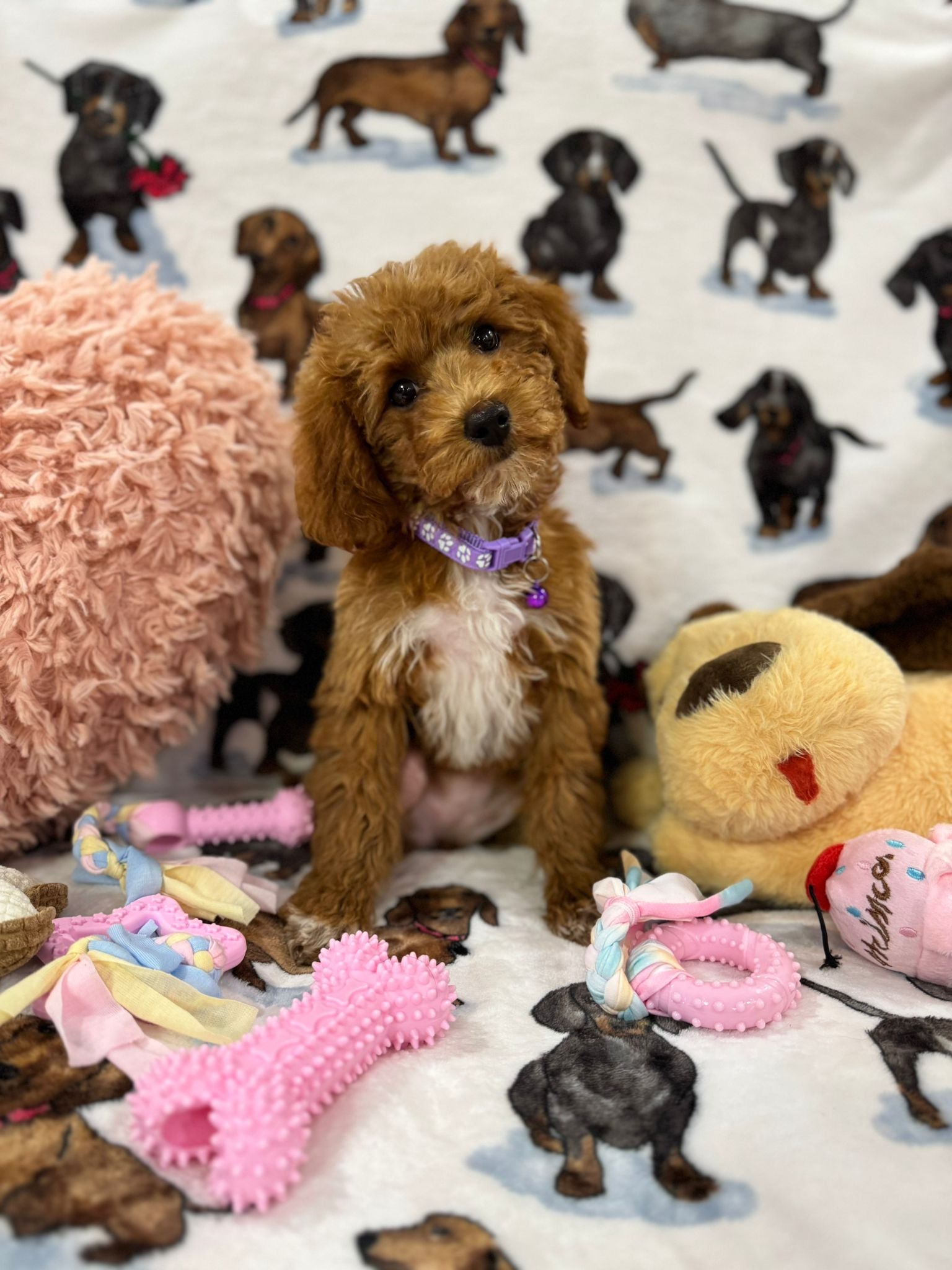 MOCHA (Toy Poodle)