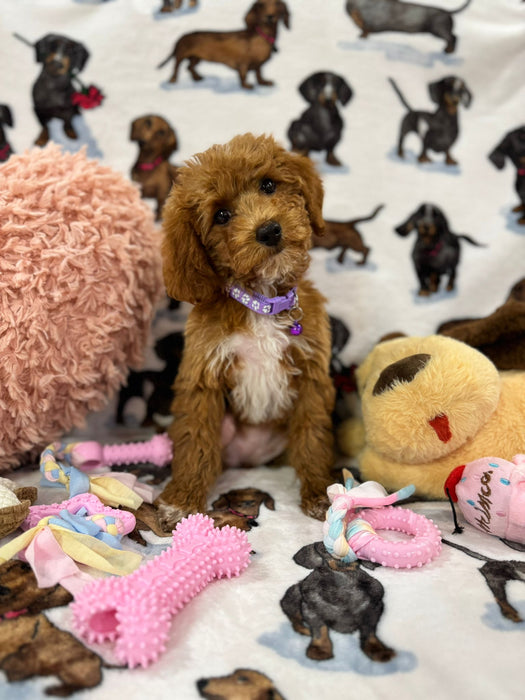 MOCHA (Toy Poodle)