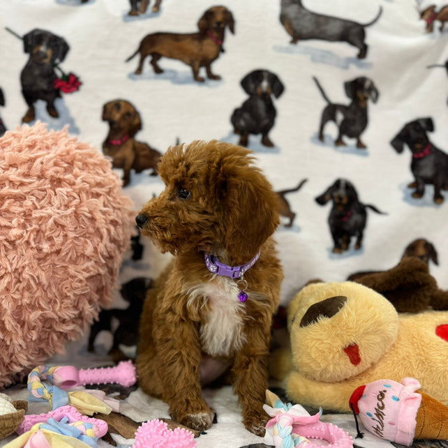 MOCHA (Toy Poodle)