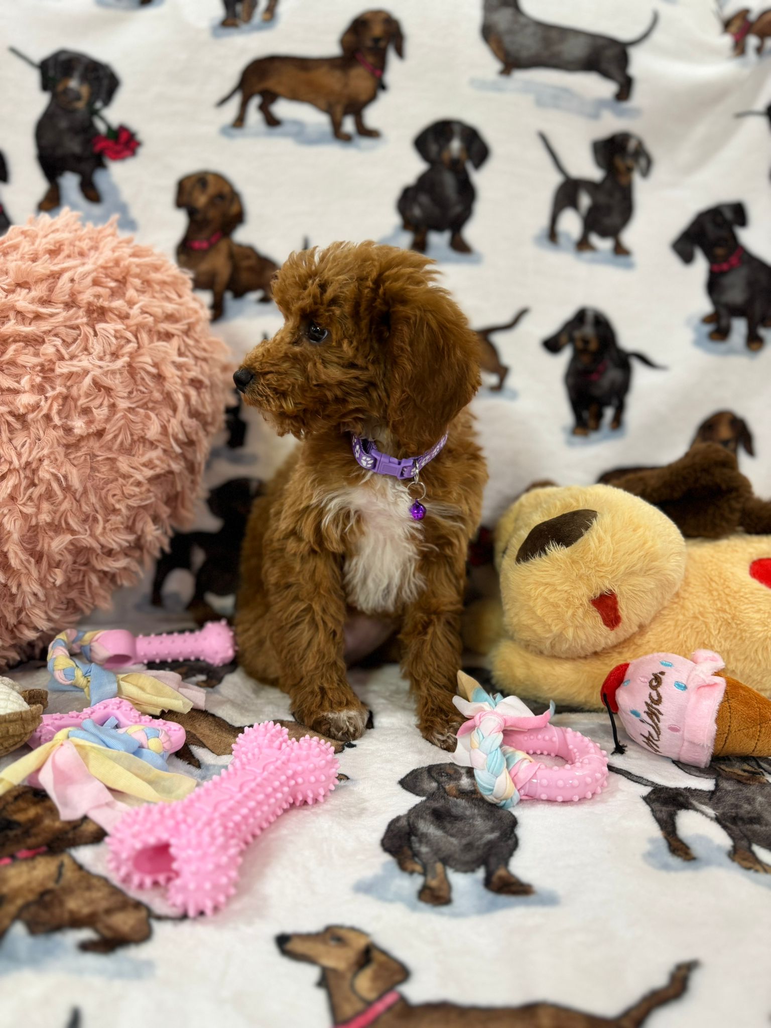 MOCHA (Toy Poodle)