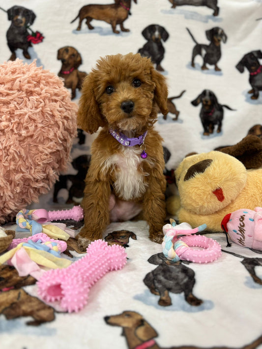 MOCHA (Toy Poodle)