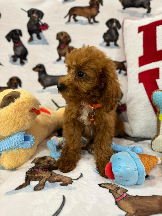 MONTY (Toy Poodle)