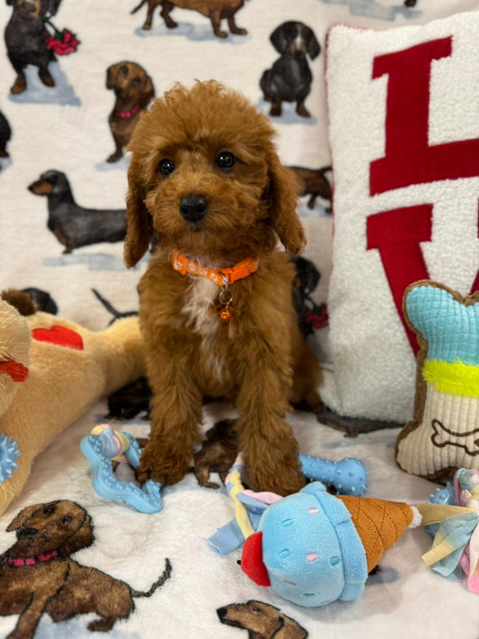 MONTY (Toy Poodle)