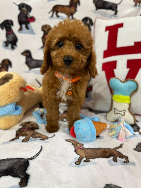 MONTY (Toy Poodle)