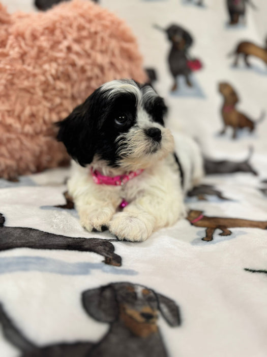 Olivia (Shichon Teddy Bear)