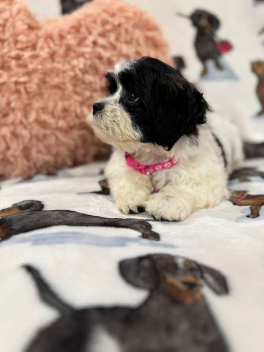 Olivia (Shichon Teddy Bear)