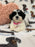 Olivia (Shichon Teddy Bear)