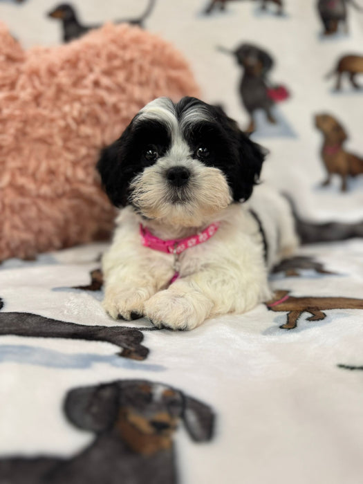 Olivia (Shichon Teddy Bear)