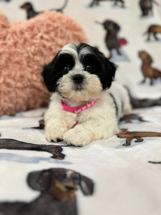 Olivia (Shichon Teddy Bear)