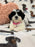 Olivia (Shichon Teddy Bear)