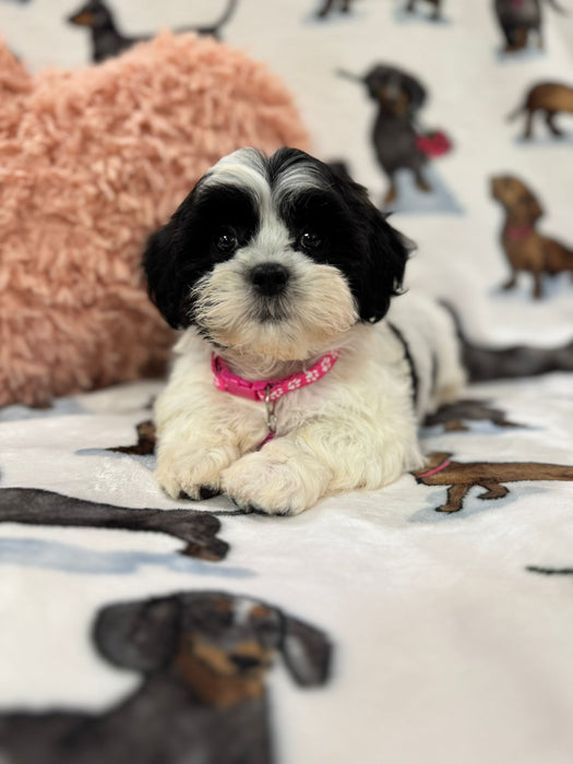 Olivia (Shichon Teddy Bear)