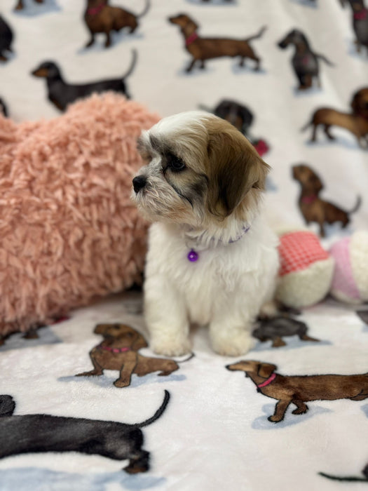 Ora (Shichon Teddy Bear)