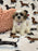 Ora (Shichon Teddy Bear)