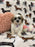 Ora (Shichon Teddy Bear)