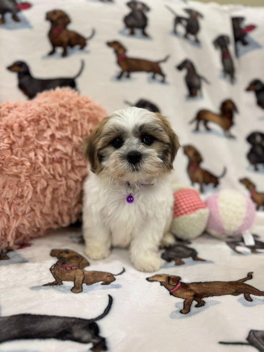 Ora (Shichon Teddy Bear)