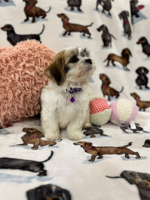 Ora (Shichon Teddy Bear)