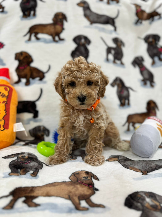 Perry (Toy Bichon Poodle)