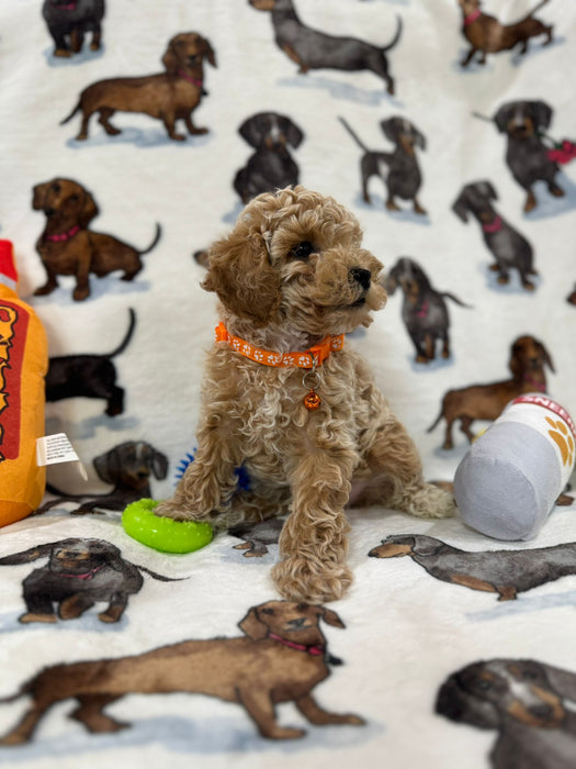 Perry (Toy Bichon Poodle)