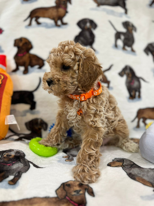 Perry (Toy Bichon Poodle)