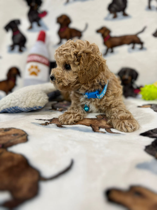 Pix (Toy Bichon Poodle)