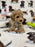 Pix (Toy Bichon Poodle)