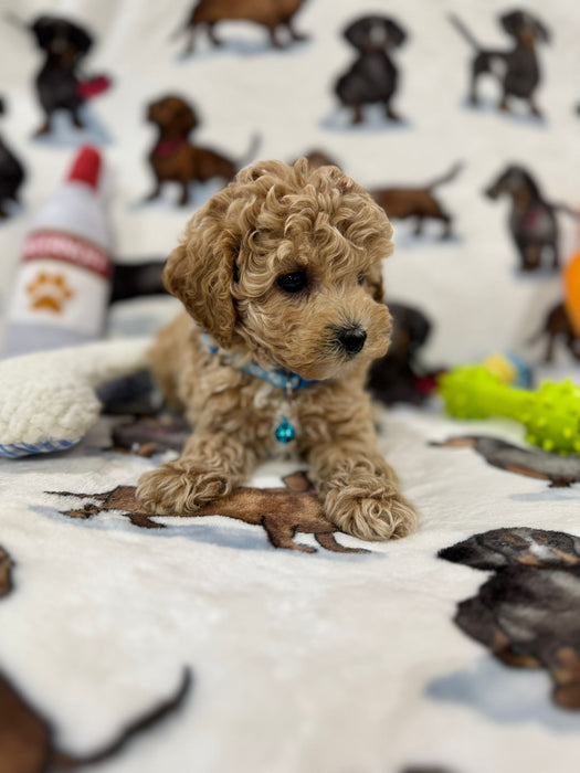 Pix (Toy Bichon Poodle)