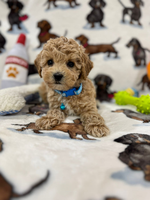 Pix (Toy Bichon Poodle)