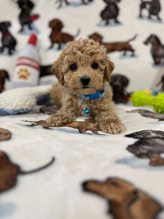 Pix (Toy Bichon Poodle)