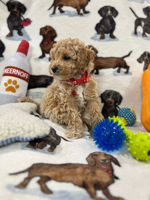 Pluto (Toy Bichon Poodle)