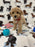 Pluto (Toy Bichon Poodle)
