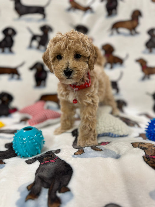 Pluto (Toy Bichon Poodle)