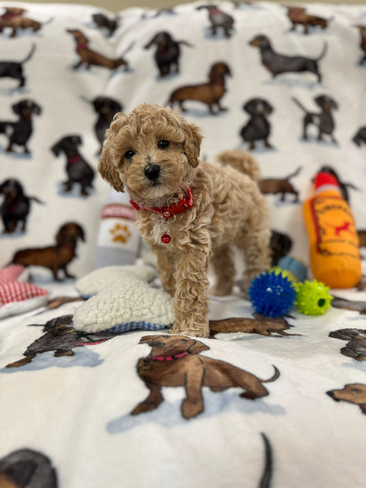 Pluto (Toy Bichon Poodle)