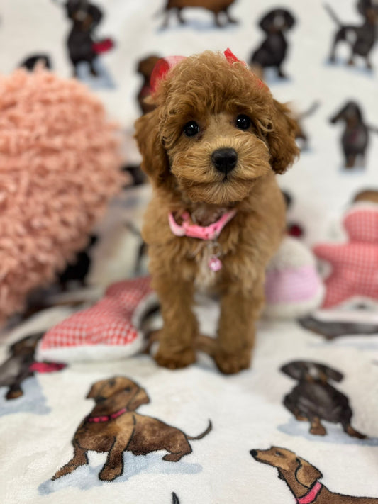 Sammy (Toy/Mini Poodle)