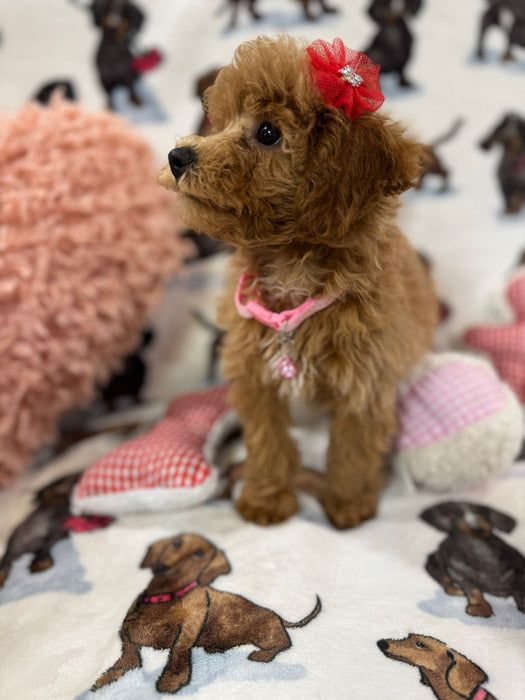 Sammy (Toy/Mini Poodle)