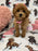 Sammy (Toy/Mini Poodle)