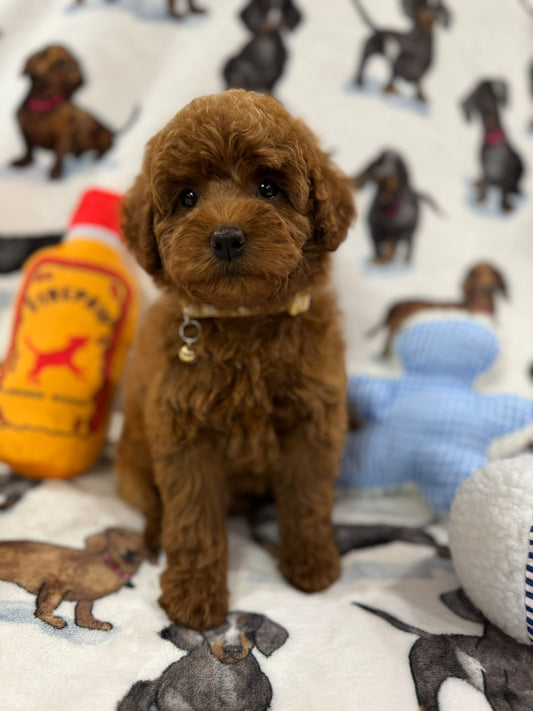 Sam (Toy Poodle)