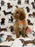 Jade (caniche toy)