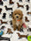 Jade (caniche toy)