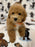 Jade (caniche toy)