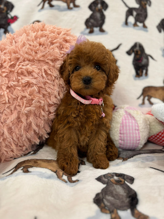 Sarah (Toy Poodle)