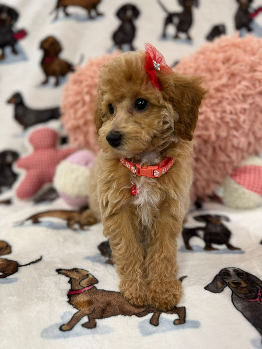 Sasha (Toy/Mini Bichon Poodle)