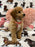 Sasha (Toy/Mini Bichon Poodle)