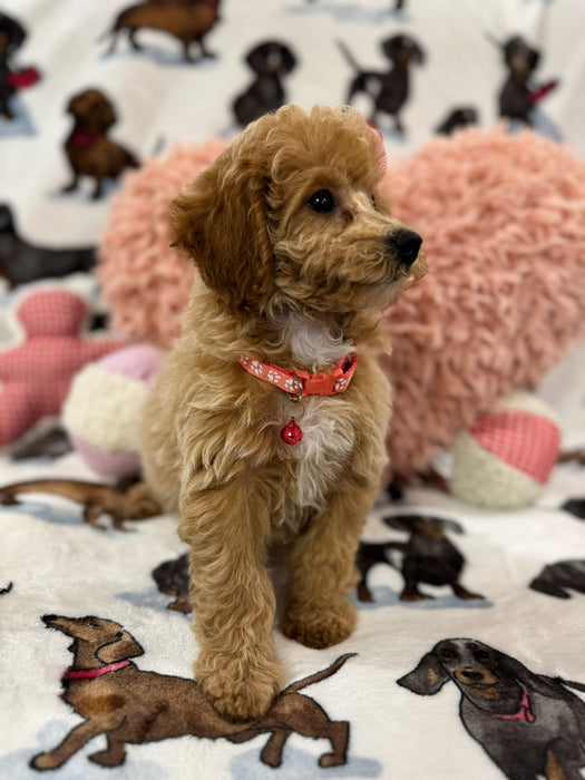 Sasha (Toy/Mini Bichon Poodle)